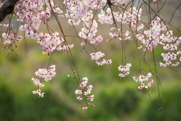 Obraz premium 春の京都の風景