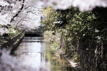 春の京都の風景