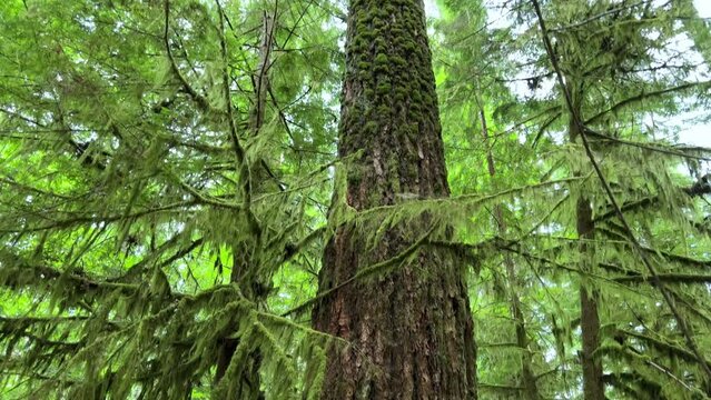 MacMillan Provincial Park Seven Wonders of Canada Vancouver island ancient Douglas fir Cathedral Grove old growth Douglas fir forest British Columbia cathedral grove huge thousand year old trees moss