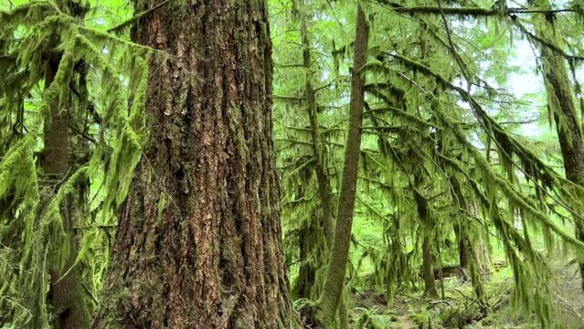 MacMillan Provincial Park Seven Wonders of Canada Vancouver island ancient Douglas fir Cathedral Grove old growth Douglas fir forest British Columbia cathedral grove huge thousand year old trees moss