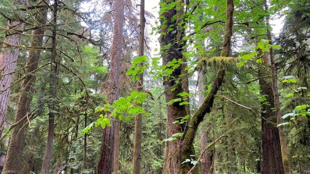 MacMillan Provincial Park Seven Wonders of Canada Vancouver island ancient Douglas fir Cathedral Grove old growth Douglas fir forest British Columbia cathedral grove huge thousand year old trees moss