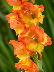 close up of beautiful Gladiolus flowers with yellow and orange petals blooming in the park with green background