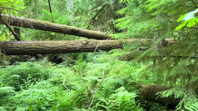 MacMillan Provincial Park Seven Wonders of Canada Vancouver island ancient Douglas fir Cathedral Grove old growth Douglas fir forest British Columbia cathedral grove huge thousand year old trees moss