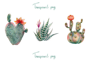 Cactus, succulent watercolor illustration isolated, transparent png plants botanical painting, tropical summer plant with rainbow color for stickers, invitation card or printing. © toxxiiccat