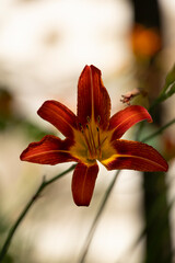 orange lily flower
