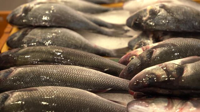 Seafaood in the Croatian fish market