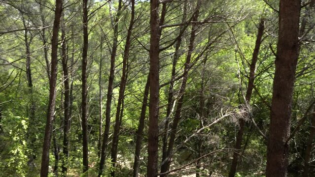 In the wood in the national park in Croatia