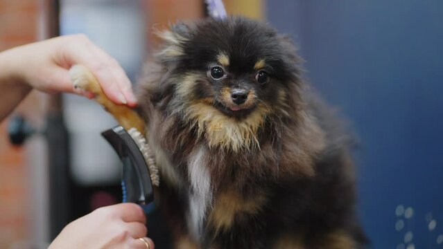 pomeranian spitz in grooming salon, calm dog is standing on table when groomer is drying hair