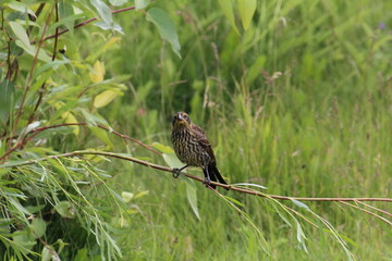 bird resting on a branch