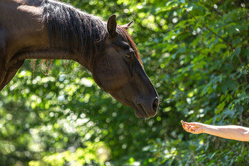 Portrait of a horse getting a treat handed from a person