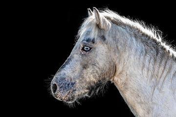 Head portrait of a white pretty shetland pony stallion with blue eyes in front of black background