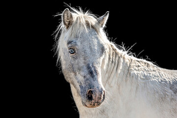 Head portrait of a white pretty shetland pony stallion with blue eyes in front of black background