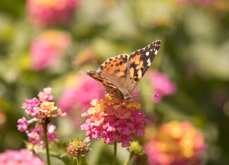 butterfly and flower