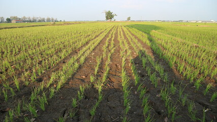 Fototapeta na wymiar Photo of rice plants in a very green field 