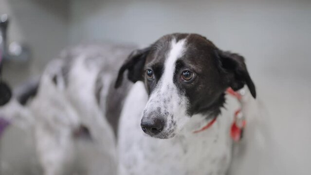 scared and sad mongrel dog in shelter, washing treatment, grooming for dogs in pet beauty salon