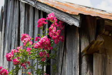 Fototapeta na wymiar flowers on a wooden barn