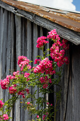 flowers on a wooden barn