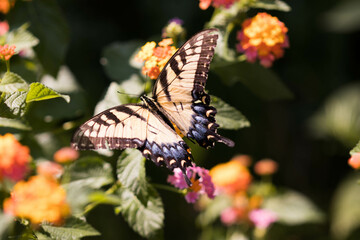 butterfly and flower