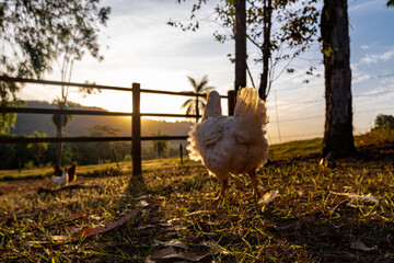 沈む夕日を眺める鶏の後ろ姿