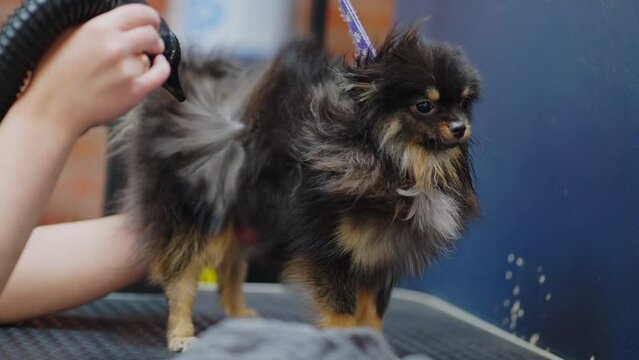 professional hair care in grooming salon for dogs, groomer is drying hair of black pomeranian spitz
