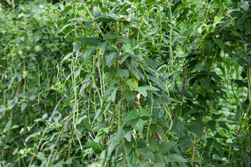 Cowpea plants in growth at vegetable garden
