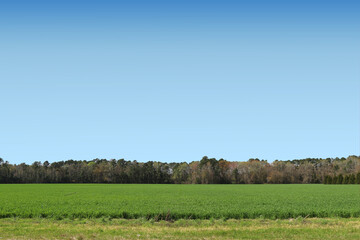 spring farm harvest farming crop field food crops