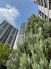 Tree and skyscrapers