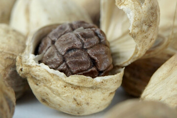 Close up of cardamom against the white background
