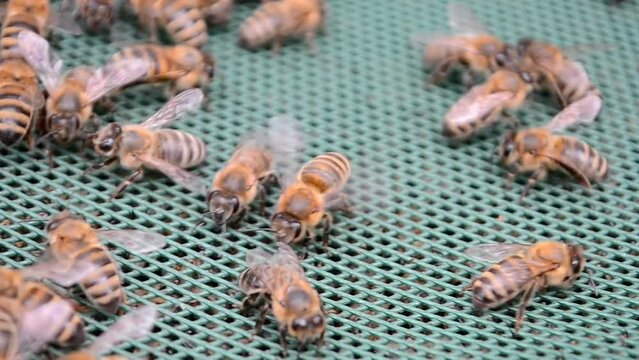 bee (Apis mellifera) closeup on vibrated plastic green grid surface in the beehive,  active nature diversity, apitherapy as alternative medicine therapy.