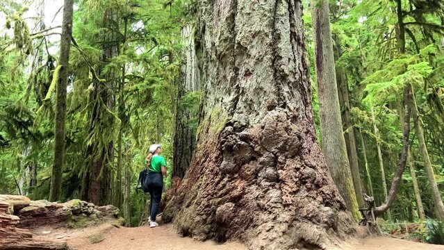 MacMillan Provincial Park Seven Wonders of Canada Vancouver island ancient Douglas fir Cathedral Grove old growth Douglas fir forest British Columbia cathedral grove huge thousand year old trees moss