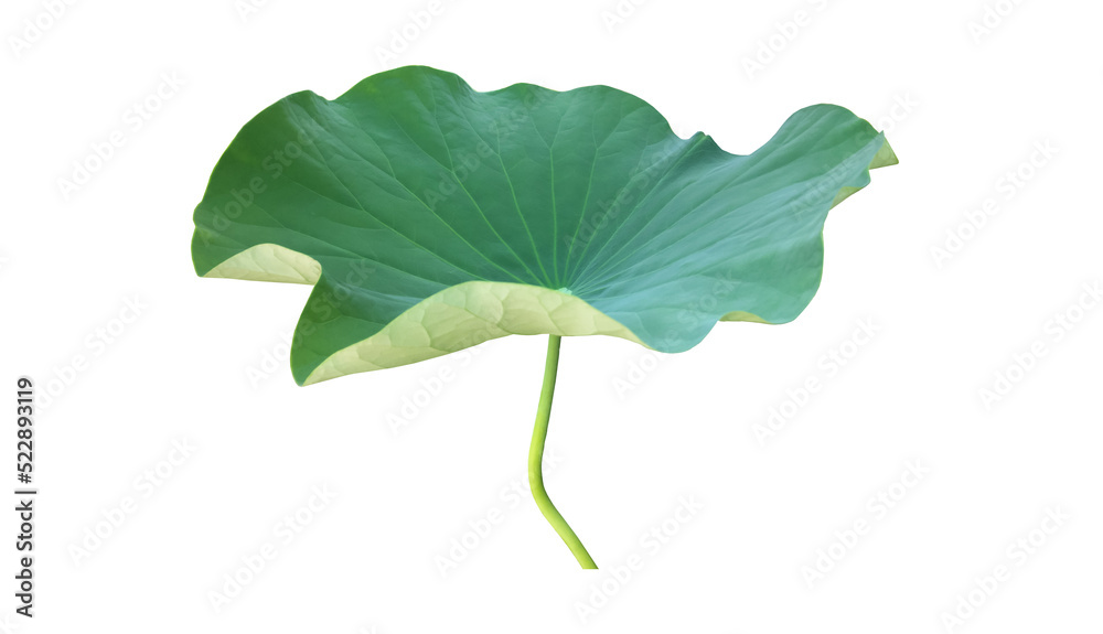 Canvas Prints isolated waterlily or lotus leaf with clipping paths.