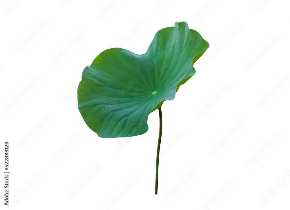 Canvas Prints isolated waterlily or lotus leaf with clipping paths.