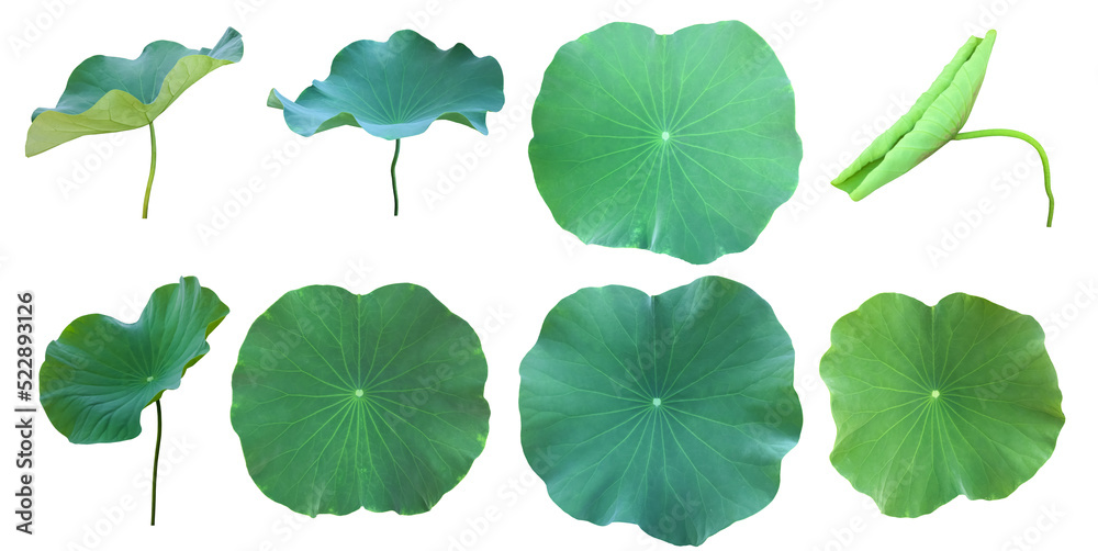 Canvas Prints isolated waterlily or lotus leaf with clipping paths.