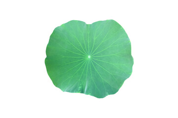 Fototapeta na wymiar Isolated waterlily or lotus leaf with clipping paths. 
