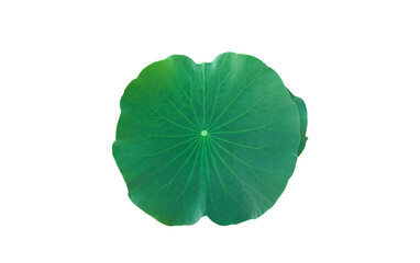 Fototapeta na wymiar Isolated waterlily or lotus leaf with clipping paths. 