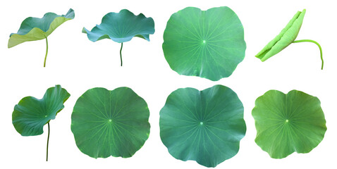 Isolated waterlily or lotus leaf with clipping paths.	