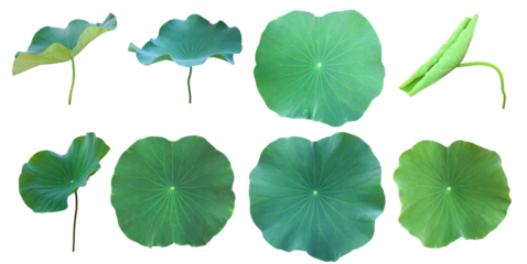 Isolated waterlily or lotus leaf with clipping paths.	
