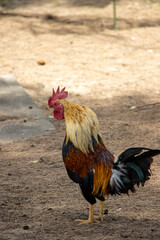 Rooster
