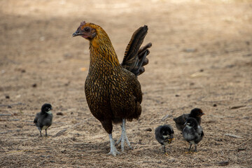 Hen and Chicks