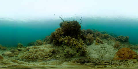 Coral reef underwater with fishes and marine life. Coral reef and tropical fish. Philippines. Virtual Reality 360.