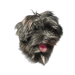 Portrait of Maltepoo Dog isolated on white background. Toy or Miniature Poodle. Cute puppy. Realistic hand drawn pet illustration. Animal art collection: Dogs. Good for print T-shirt, pillow, card