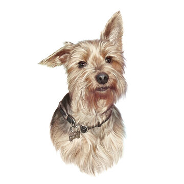 Realistic Portrait of Yorkshire Terrier dog isolated on white background. Toy Poodle. Cute puppy. Hand drawn illustration. Animal art collection: Dogs. Design template. Good for print T-shirt, pillow