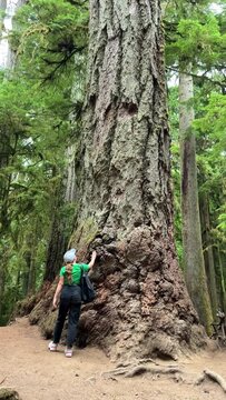 MacMillan Provincial Park Seven Wonders of Canada Vancouver island ancient Douglas fir Cathedral Grove old growth Douglas fir forest British Columbia cathedral grove huge thousand year old trees moss