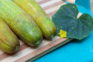 cucumber stock with flower and leaf