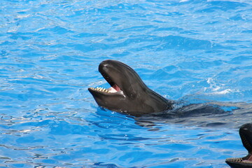 A False killer whale (Pseudorca crassidens) at a local zoo © Matt