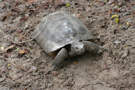 gopher tortoise (gopherus polyphemus)