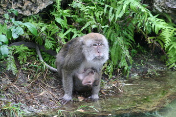Naklejka na ściany i meble japanese macaque sitting on the ground