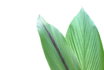 Isolated turmeric and curcuma aeruginosa leaves.