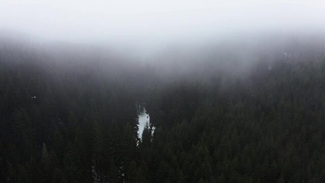 Aerial Shot Of Beautiful Thuringian Forest, Drone Flying Forward Over Fir Trees During Foggy Weather