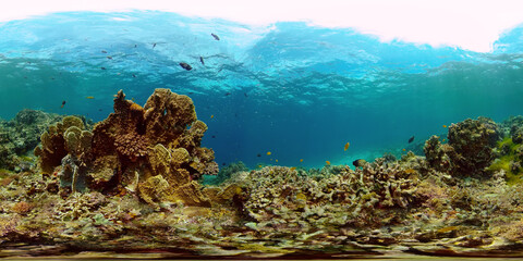 Plakat Tropical Blue Water Colorful Fishes. Tropical underwater sea fish. Philippines. Virtual Reality 360.